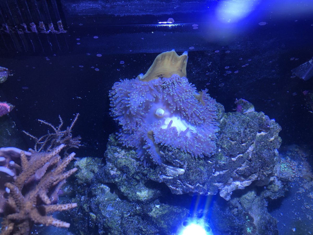 Should I move this ritteri (in isolation box during antibiotic ...