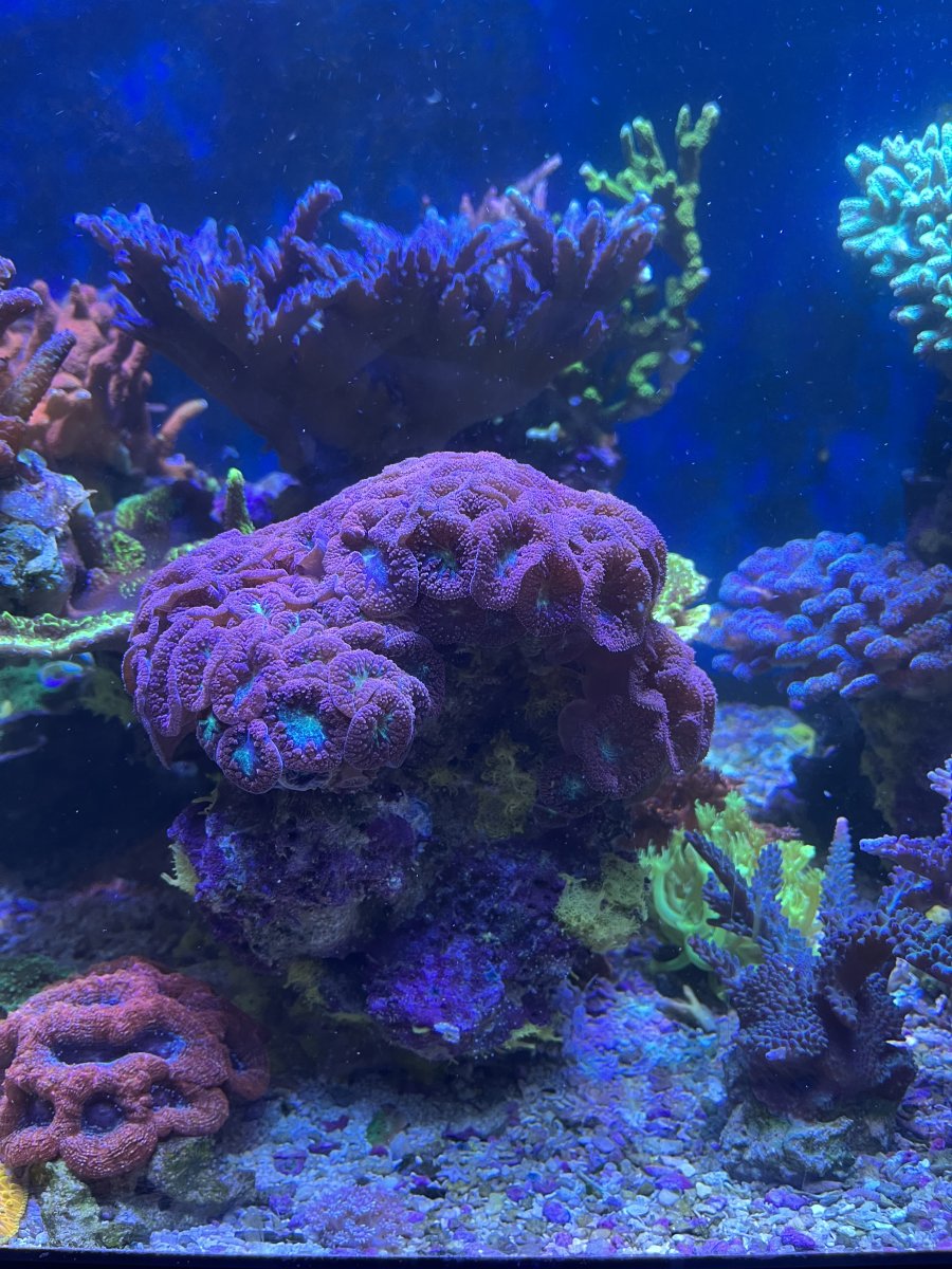 IMG_2106.jpeg