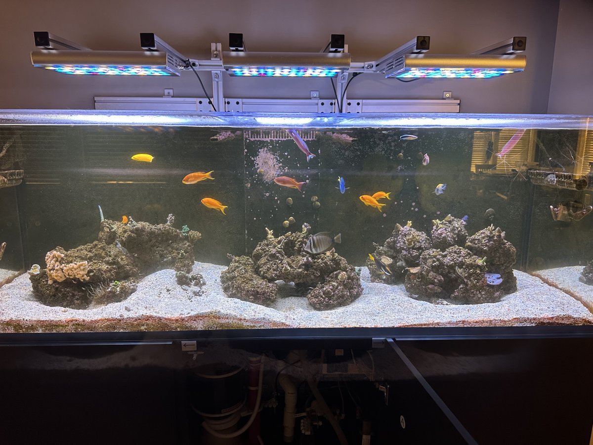 Waterbox Infinia 230.6 build | Page 3 | Reef2Reef