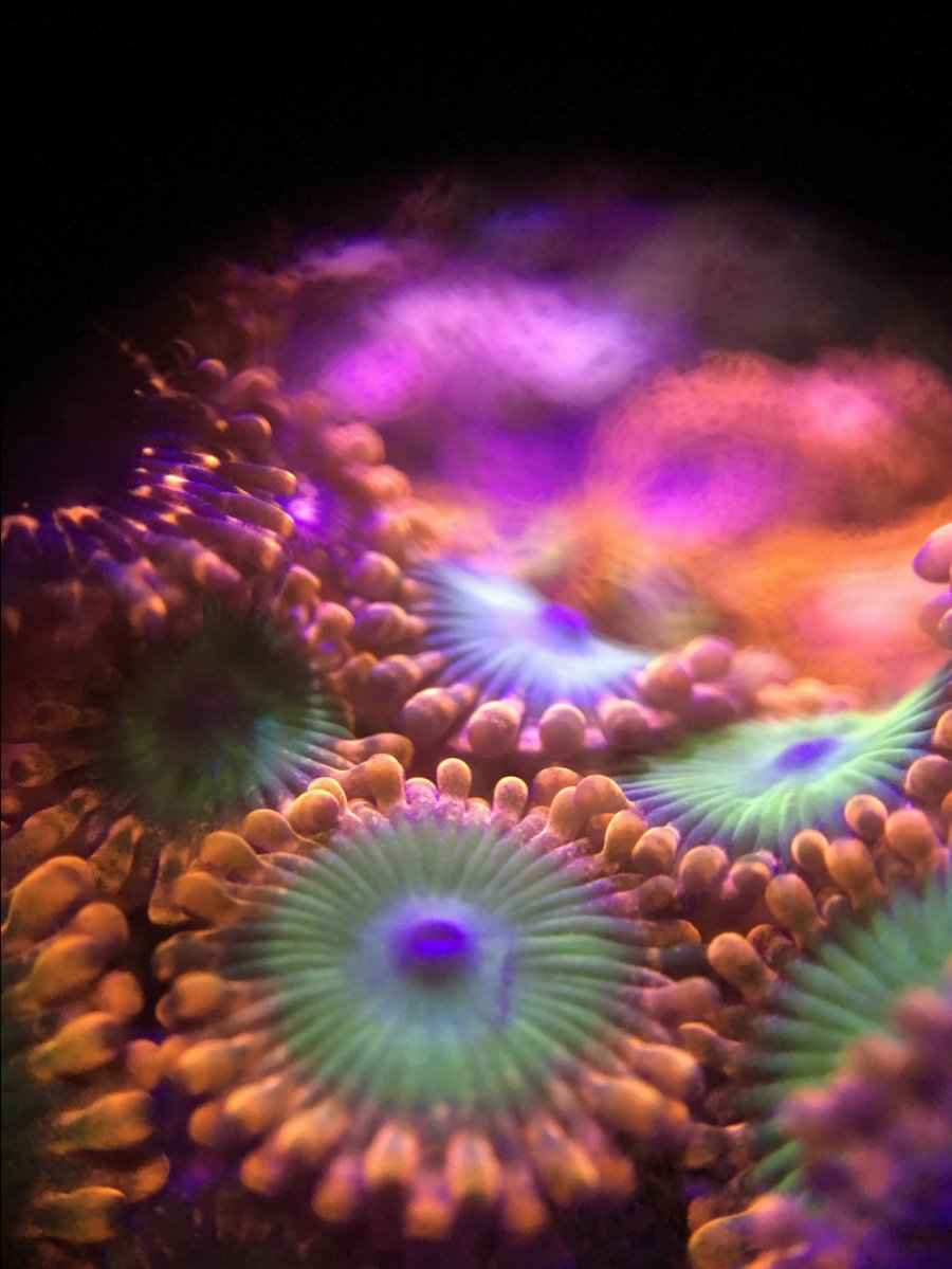 Zoa colors ruined by LEDs | Page 3 | Reef2Reef