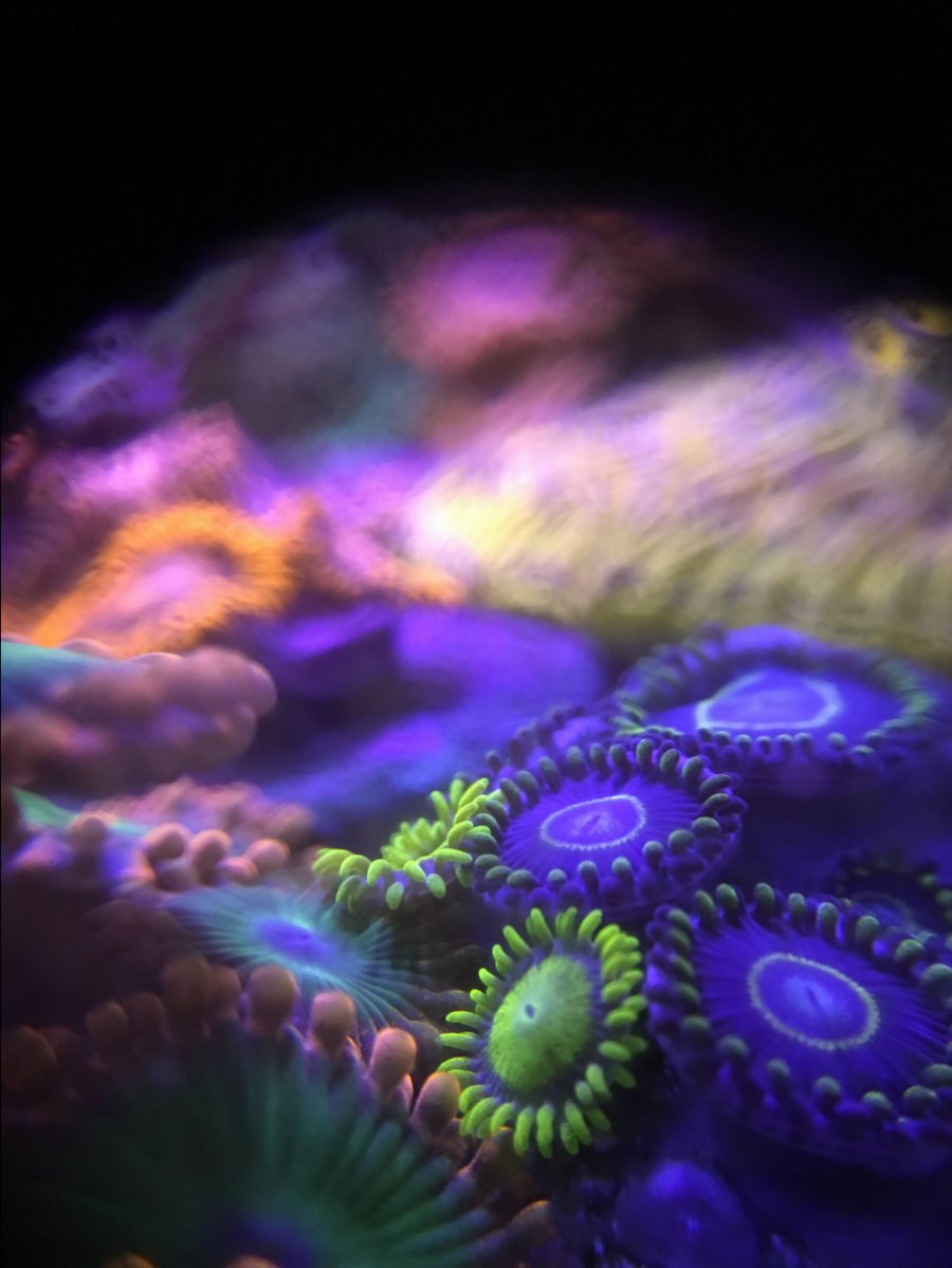 Zoa colors ruined by LEDs | Page 3 | Reef2Reef