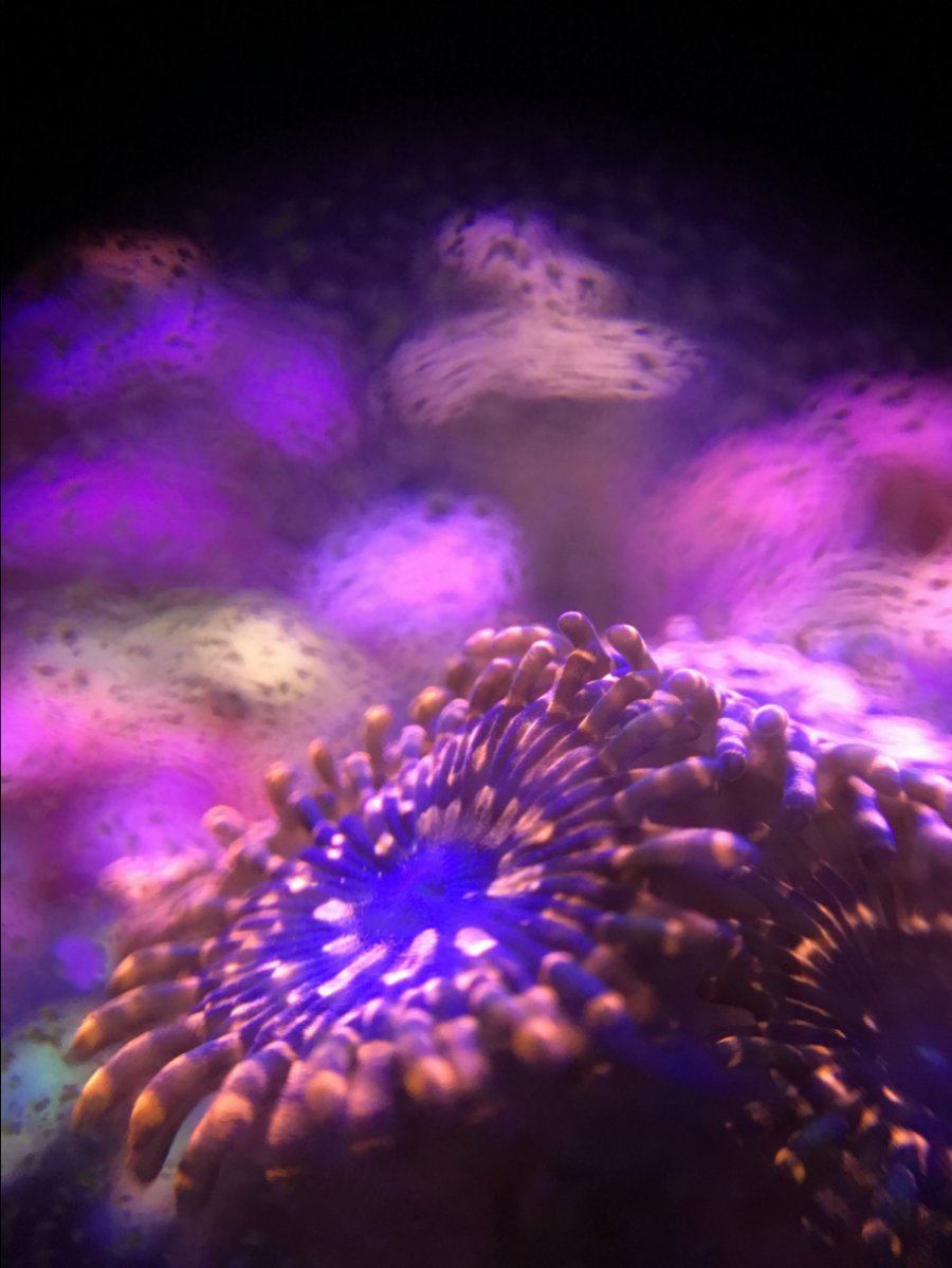 Zoa colors ruined by LEDs | Page 3 | Reef2Reef