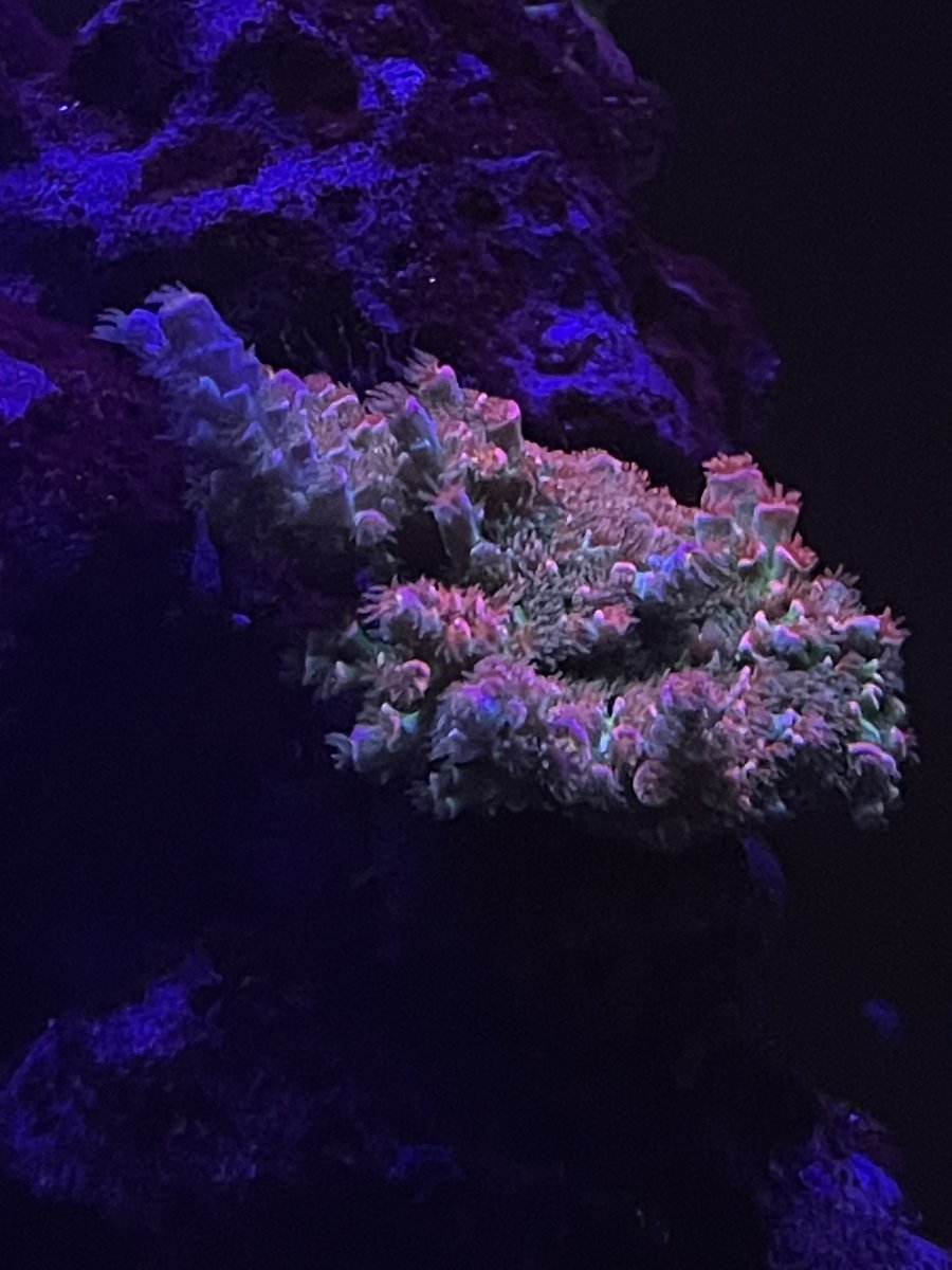 IMG_2128.jpeg