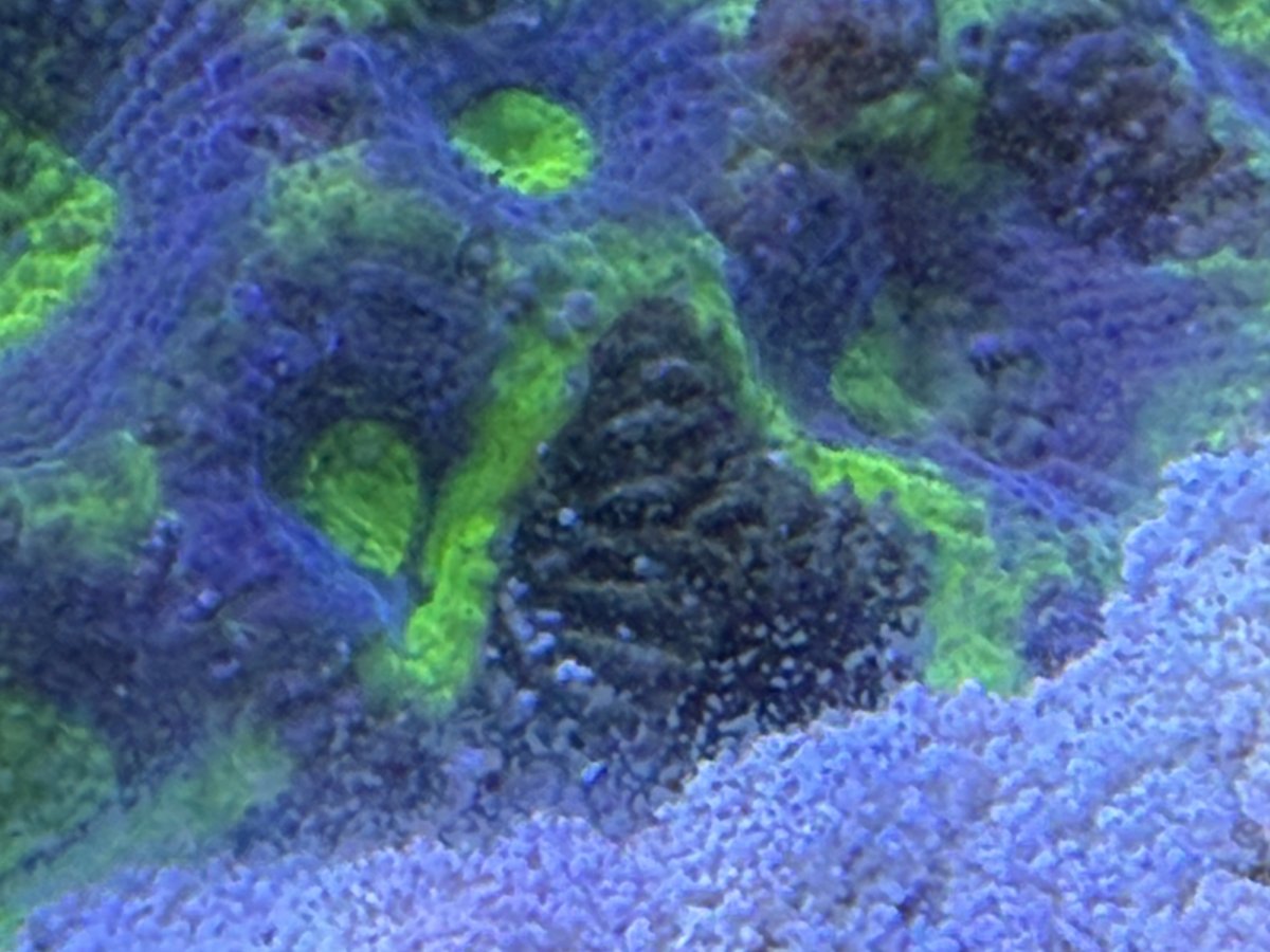 IMG_2147.jpeg