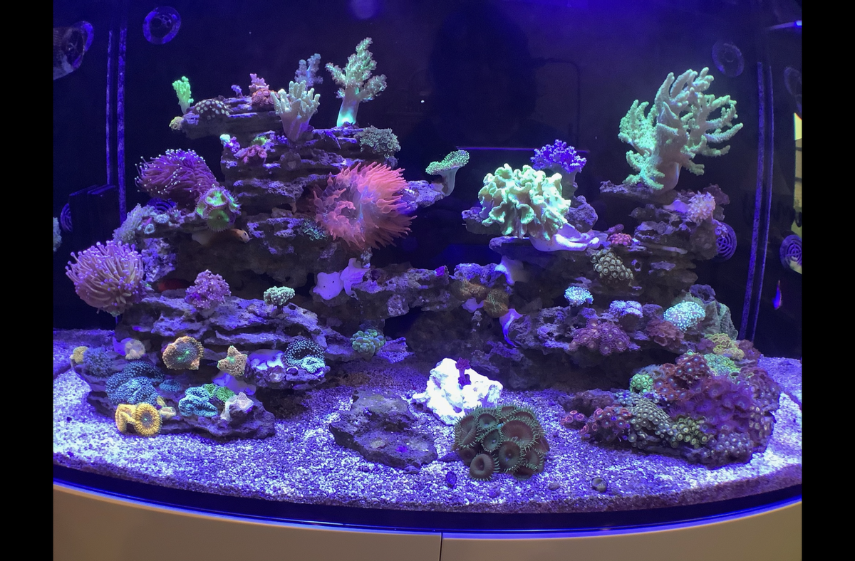 Show me you shelf rock tanks | Reef2Reef