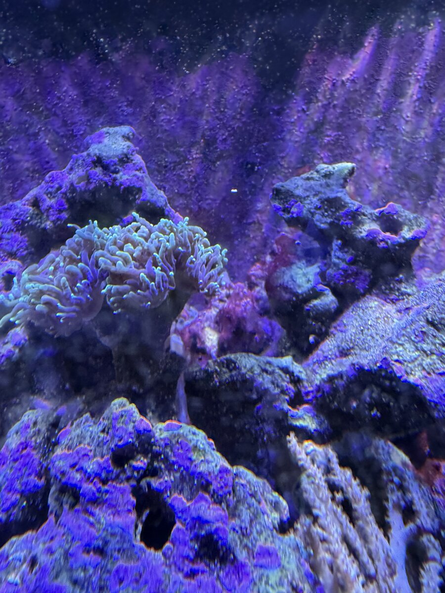 IMG_2172.jpeg
