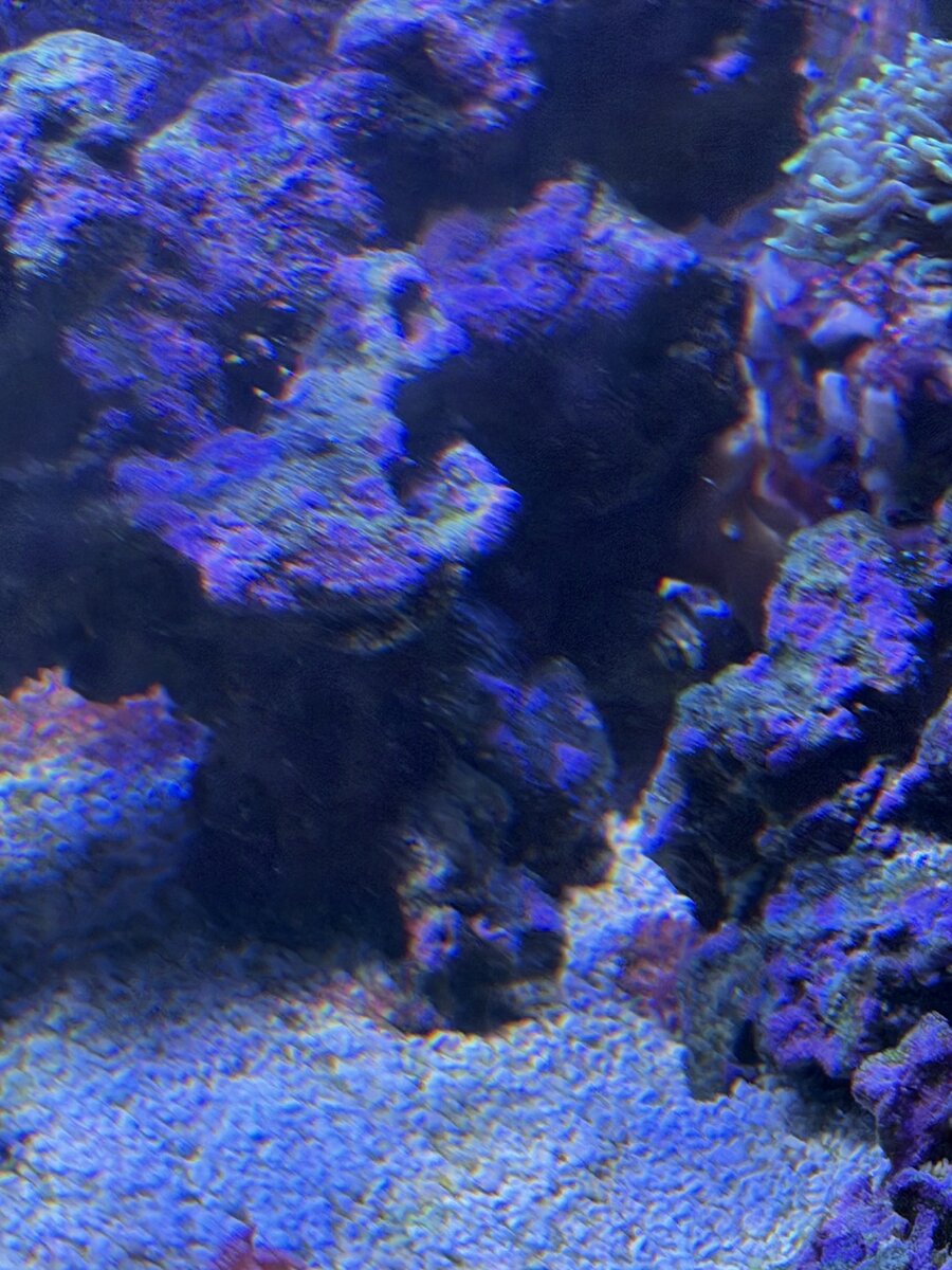IMG_2174.jpeg