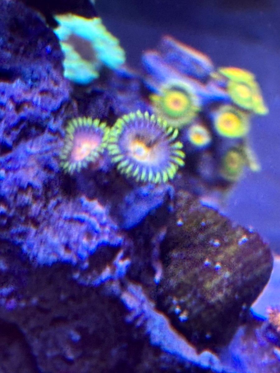 Who has the best looking zoa on here! Share with all of us! | Page 5 ...