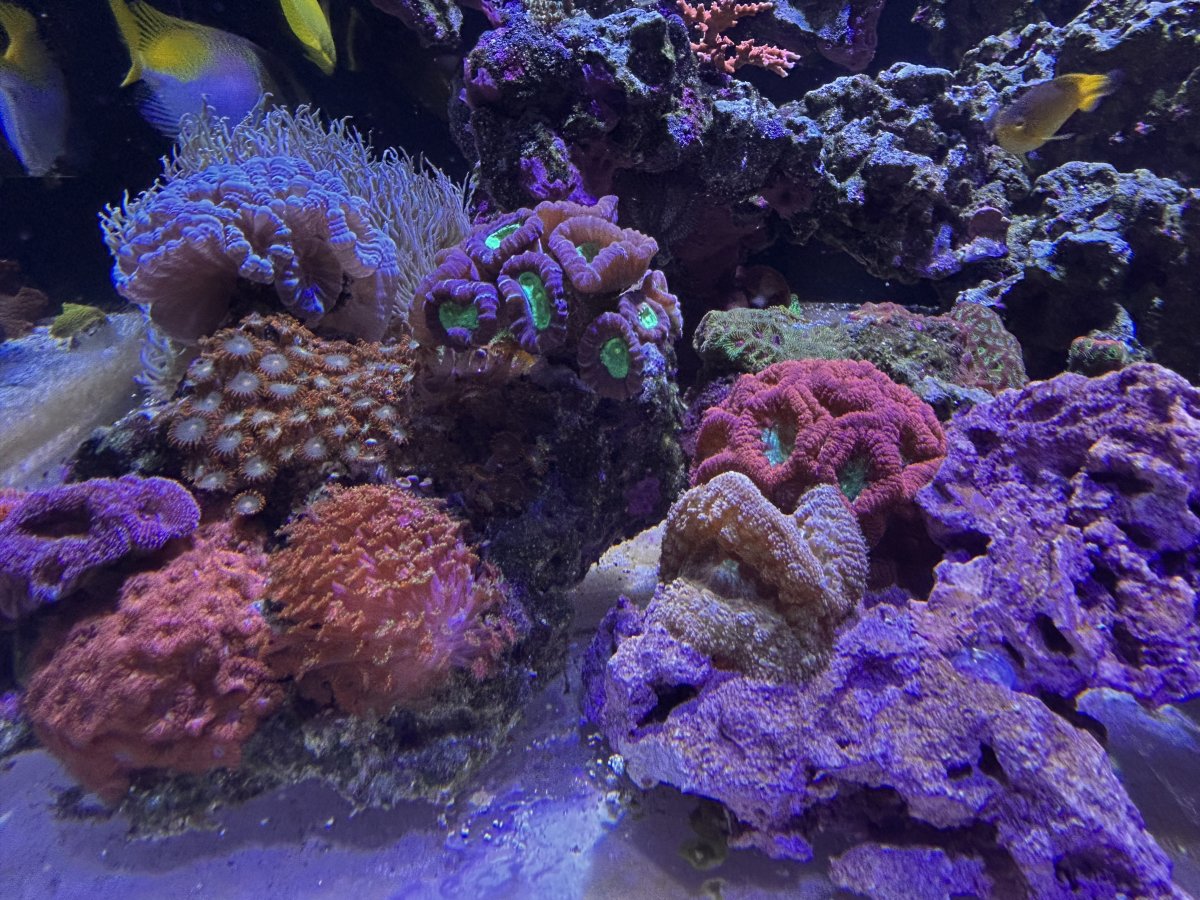 IMG_2181.jpeg