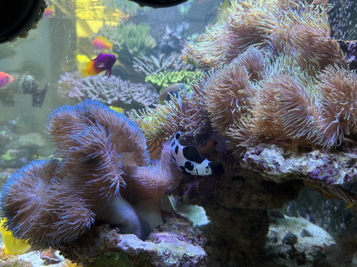IMG_2185.jpeg