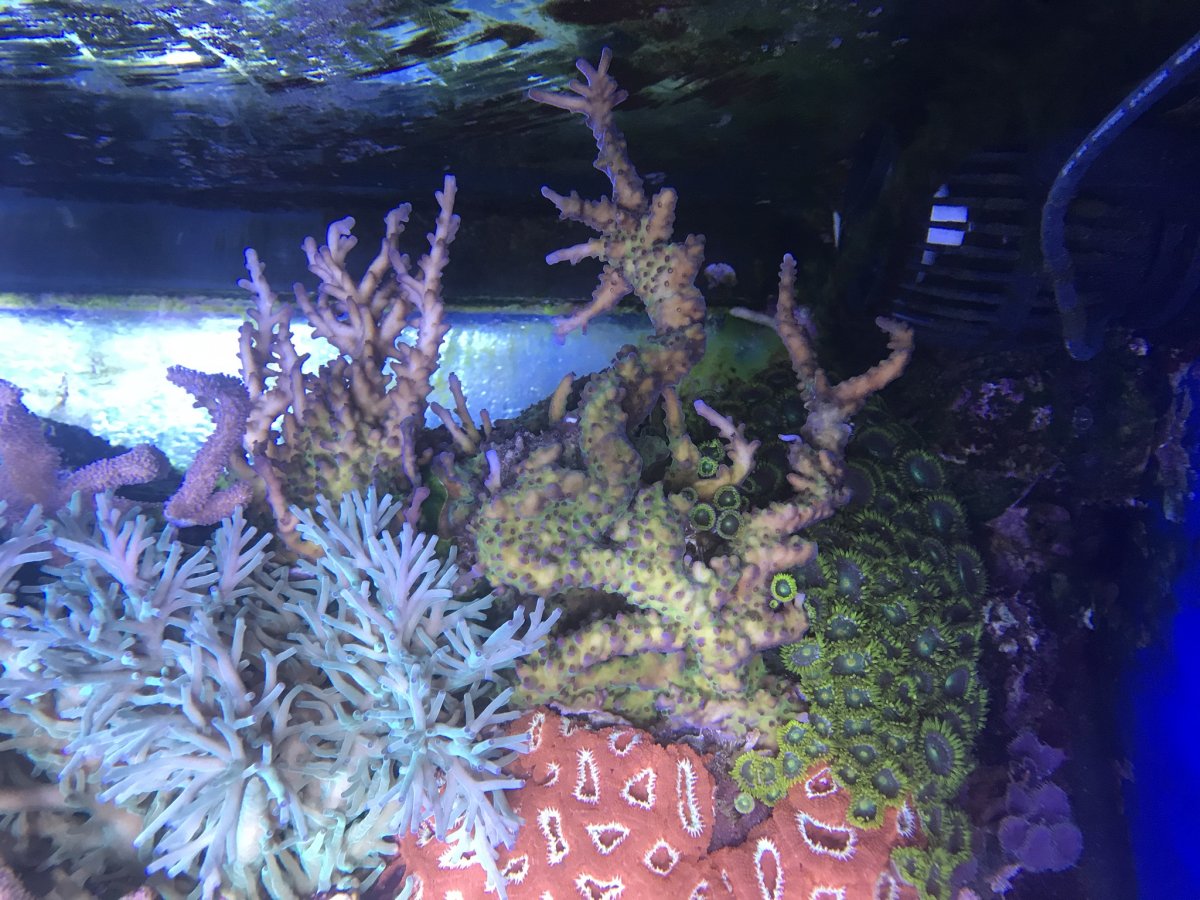 IMG_2243.jpeg