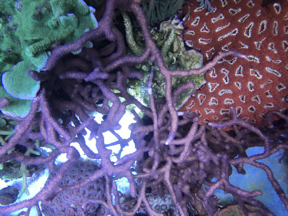IMG_2244.jpeg