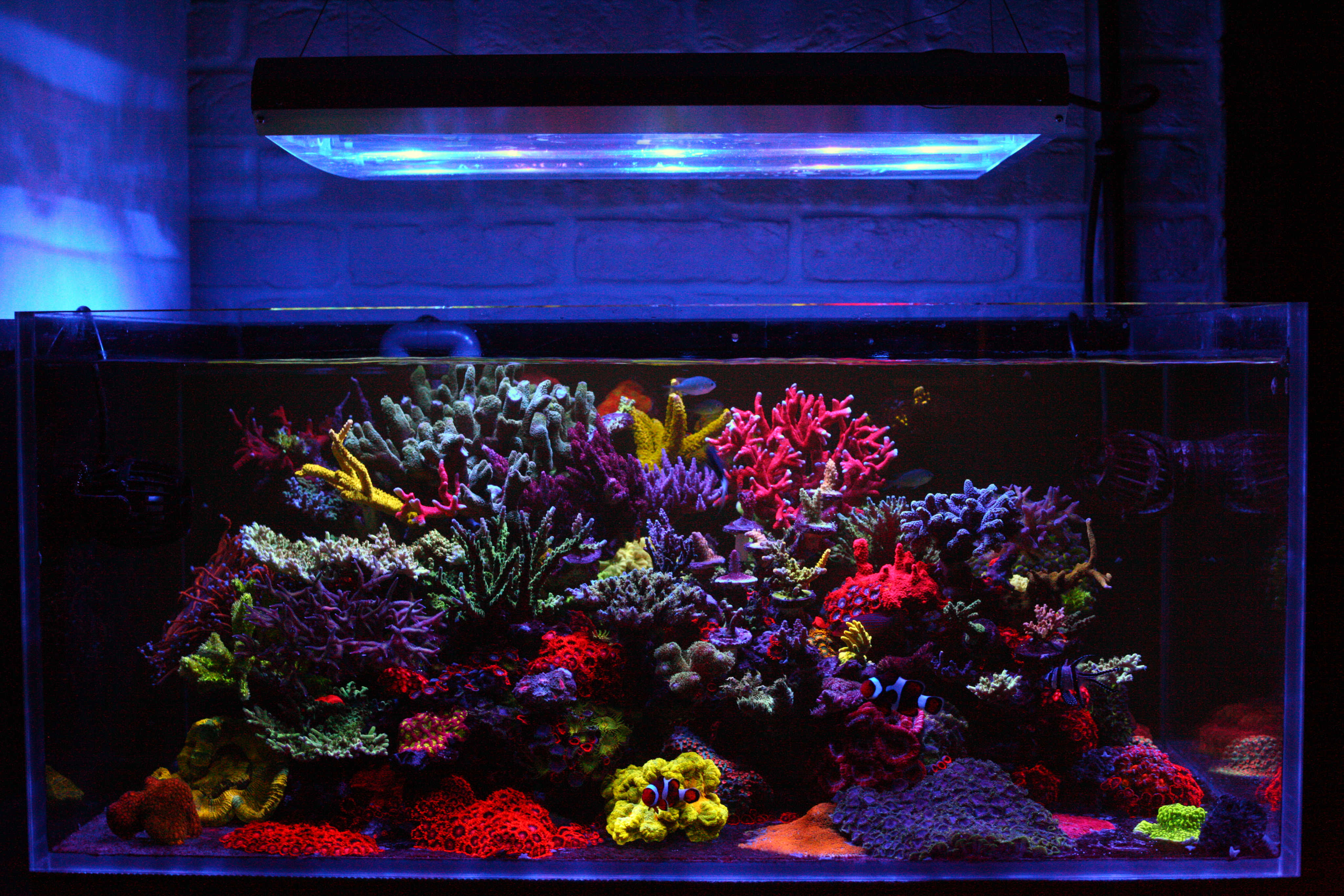 terugvallen Hysterisch Sandy Reef Spotlight - Reef of the Month, April 2019, @alexandrfeist | REEF2REEF  Saltwater and Reef Aquarium Forum