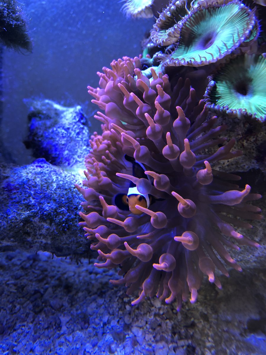 Bubble Tip Anemone Show Off / Eye Candy Thread | Page 132 | REEF2REEF ...
