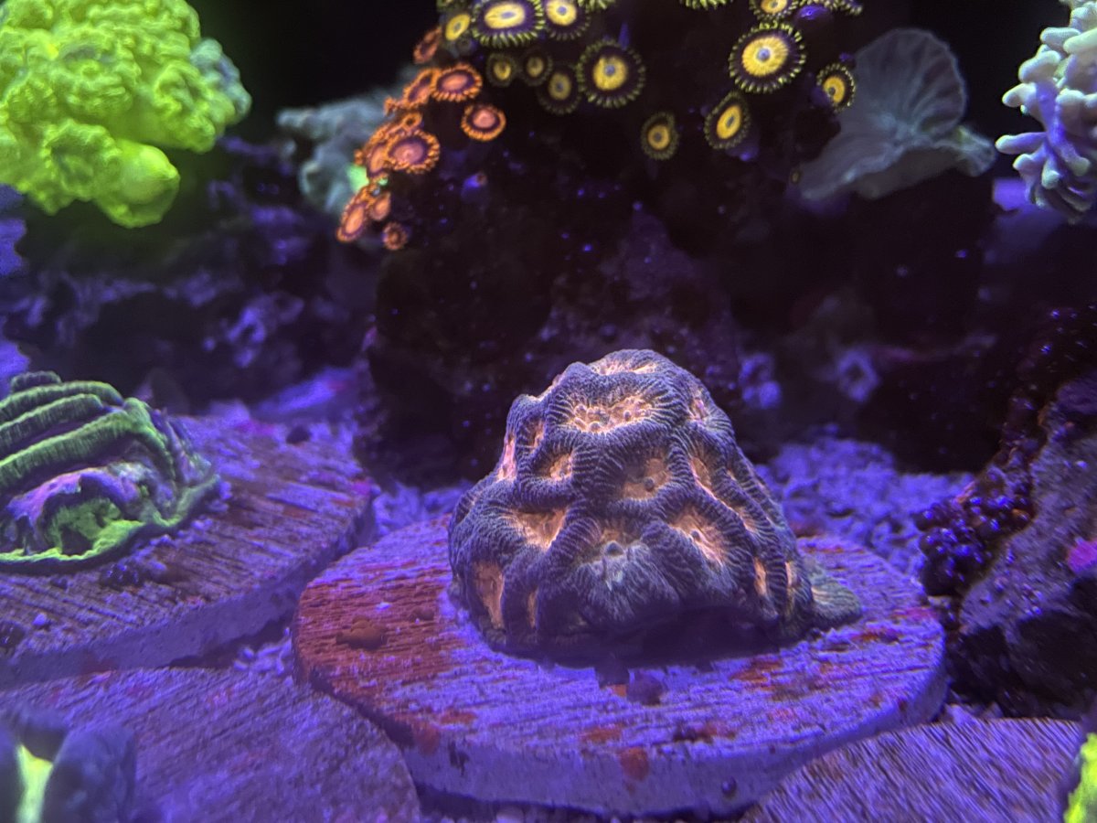 Build Thread - Mateo’s Seapora 50 build | Page 7 | Reef2Reef