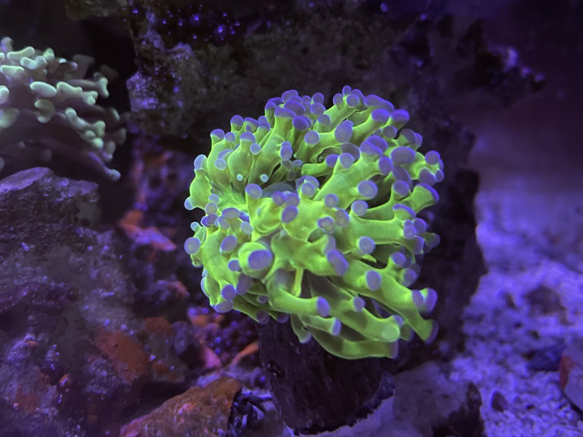 Build Thread - Mateo’s Seapora 50 build | Page 7 | Reef2Reef
