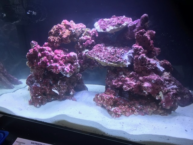 Quick question on cycling and the Bio-Spira. | Reef2Reef