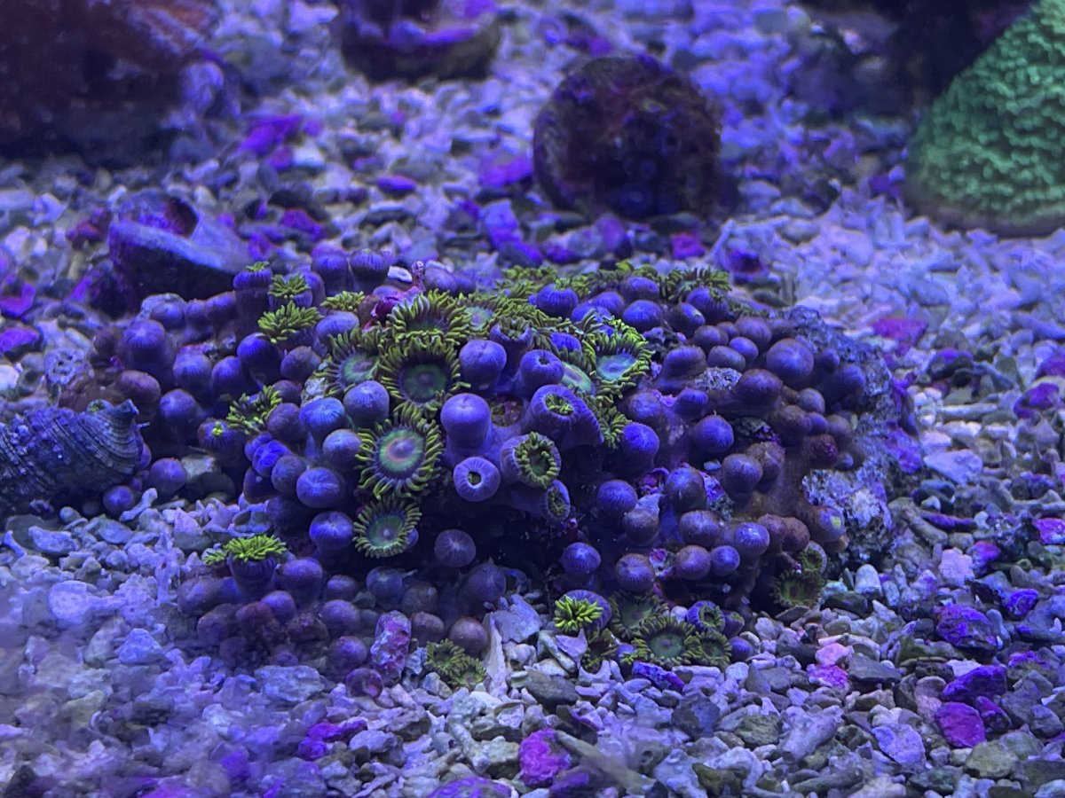 One type of Zoa dying | Reef2Reef