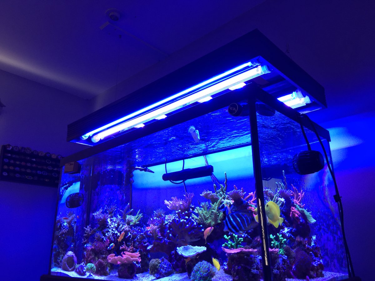 floating beach canopy