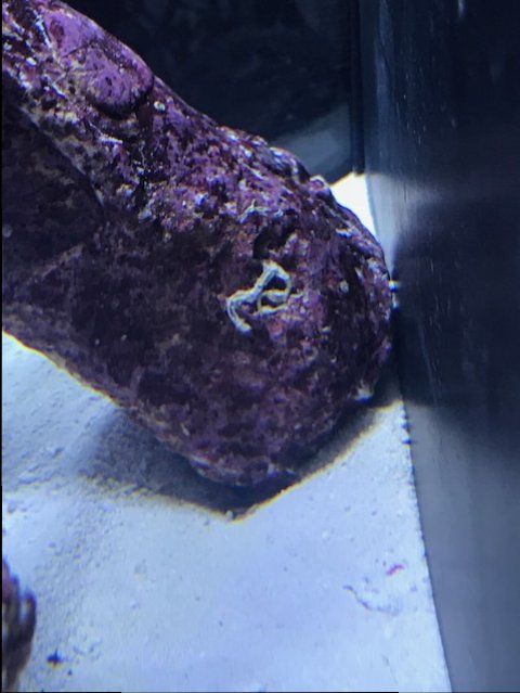 Quick question on cycling and the Bio-Spira. | Page 2 | Reef2Reef