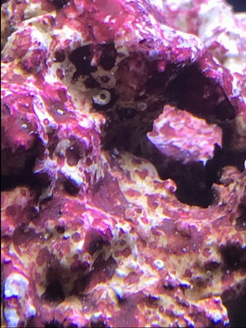 Quick question on cycling and the Bio-Spira. | Page 2 | Reef2Reef
