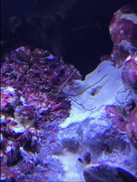 Quick question on cycling and the Bio-Spira. | Page 2 | Reef2Reef