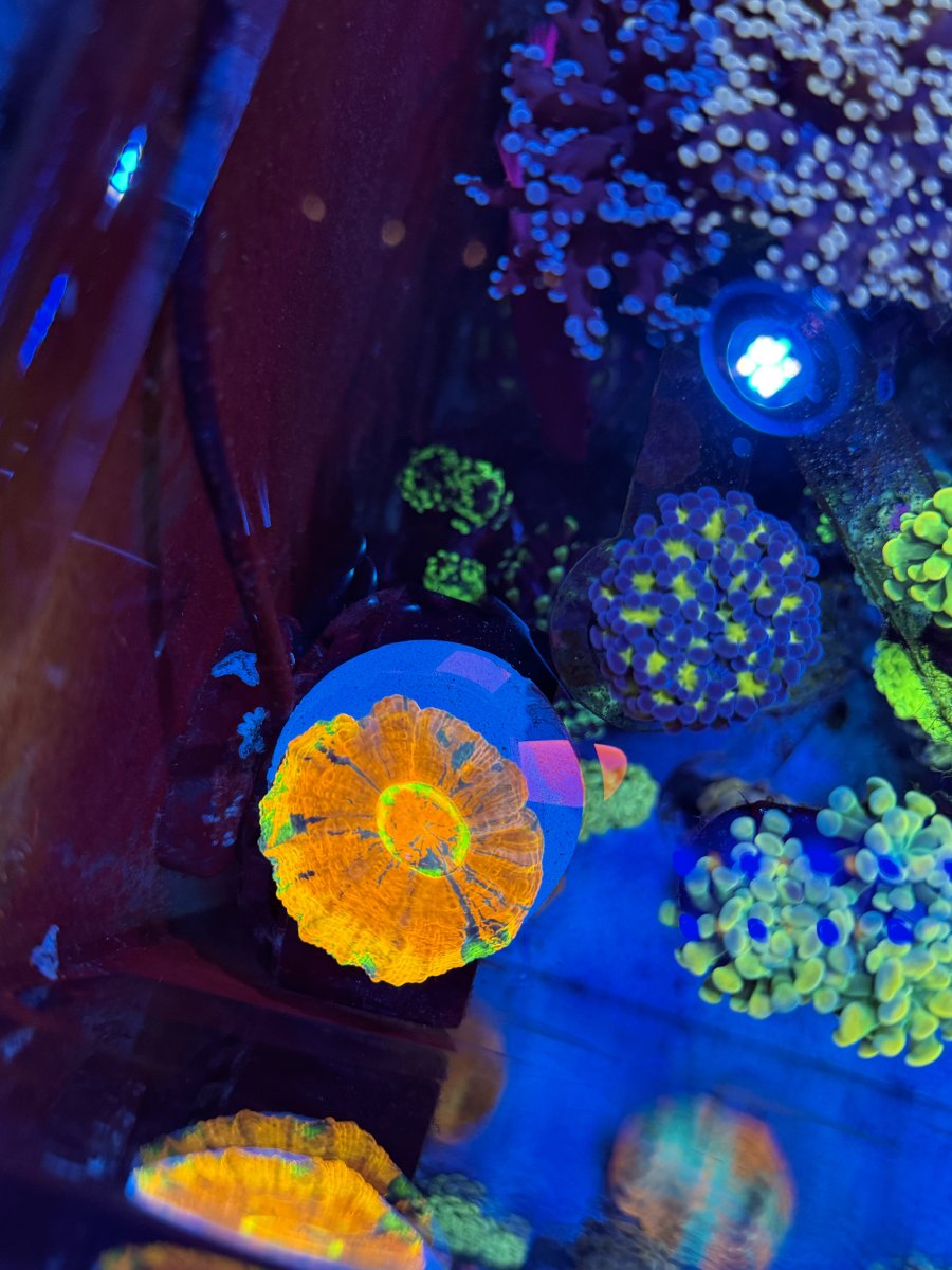 New Jersey - New York - Live Goods - Very Rare Master Meat Corals HIGH ...