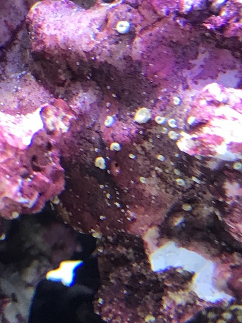 Quick question on cycling and the Bio-Spira. | Page 2 | Reef2Reef