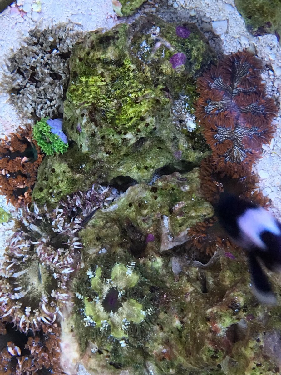 Best place to buy ultra rock flower anemones | REEF2REEF Saltwater and ...
