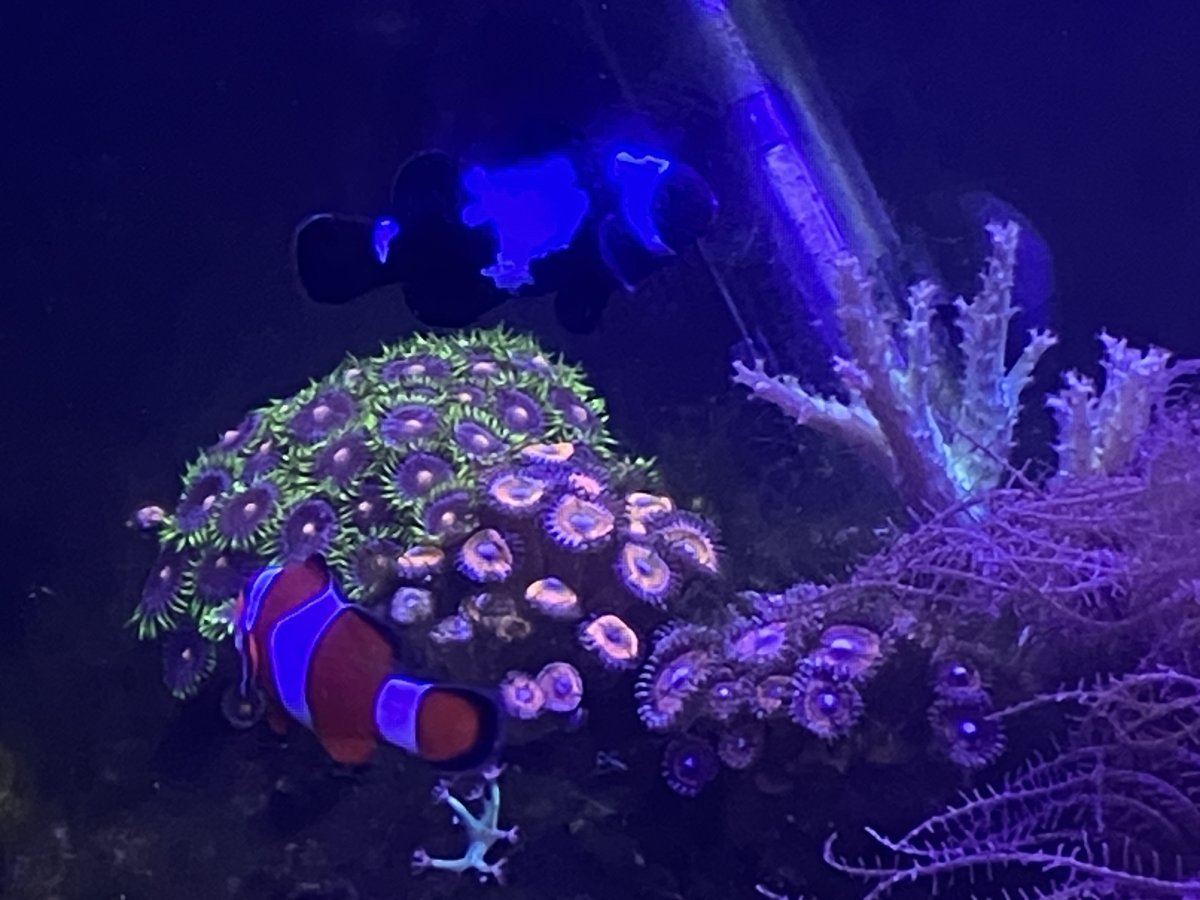 POLL - Through Highs and Lows, There are Always Zoas: Do you have ...