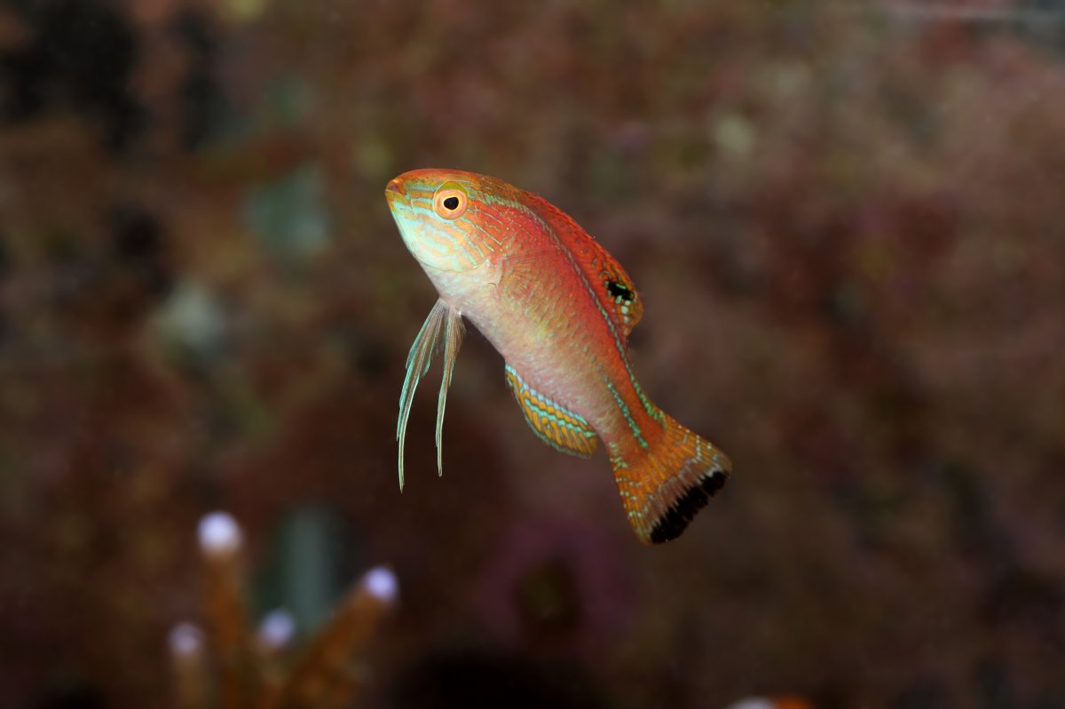 Build Thread - Fadi's Reef 180 Gallons sps dominated Tank | Page 17 ...