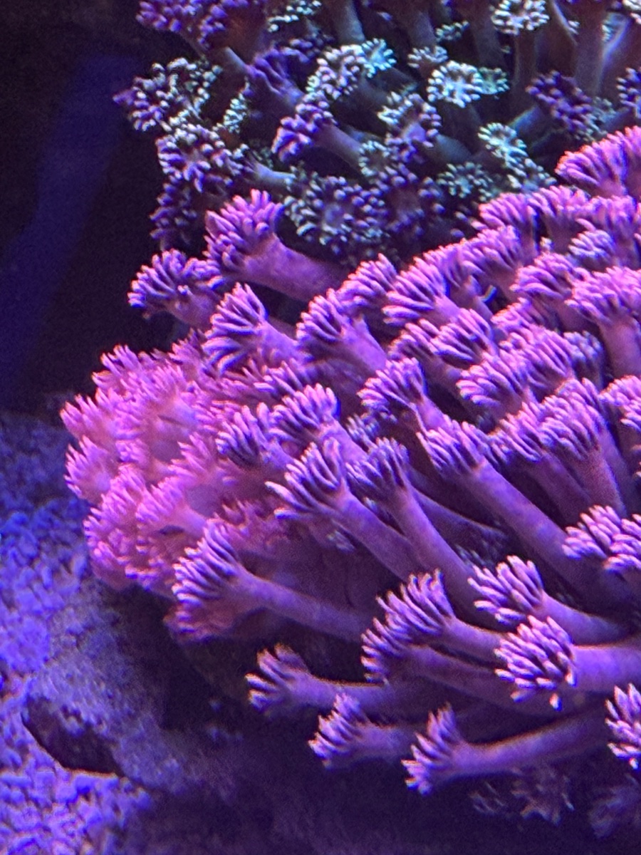 IMG_2321.jpeg