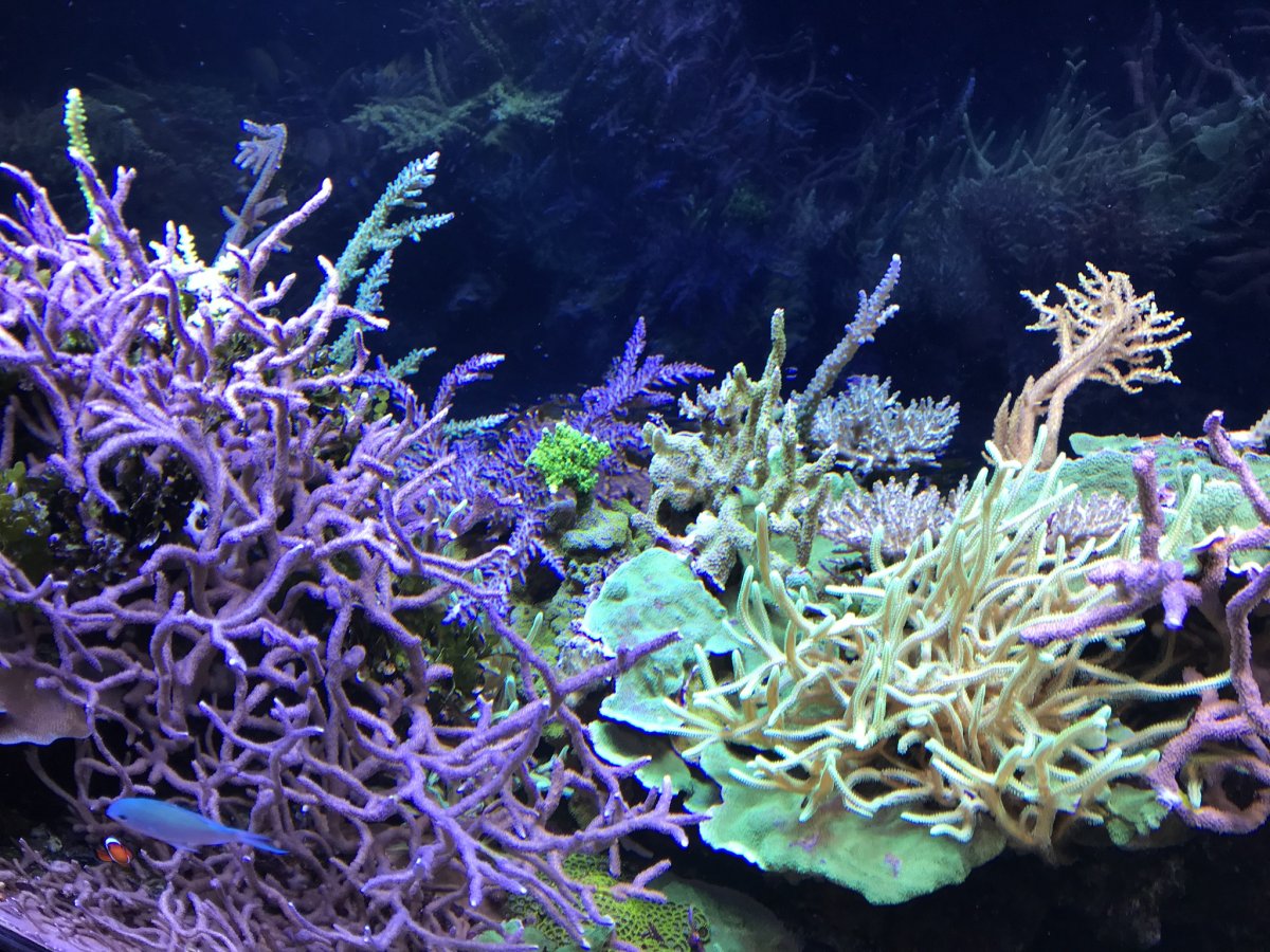 IMG_2339.jpeg