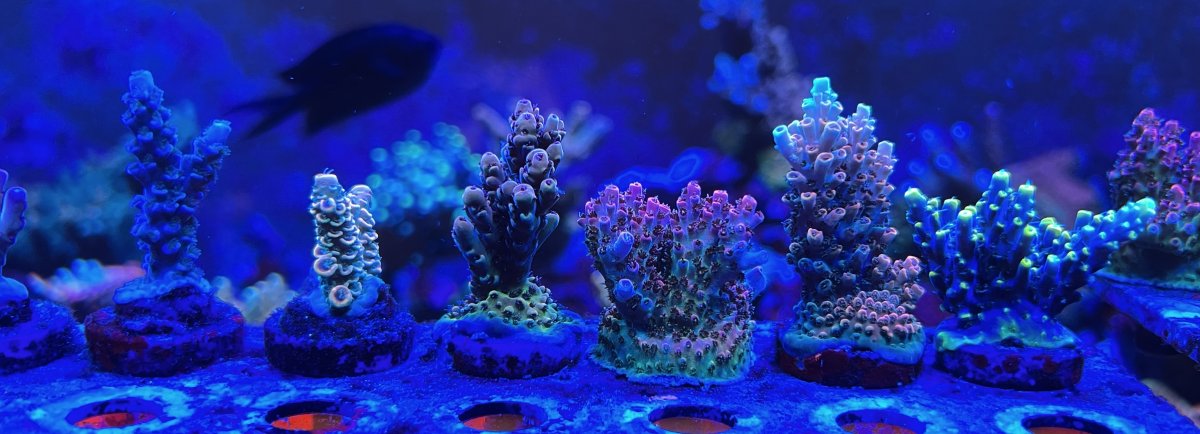 IMG_2368.jpeg