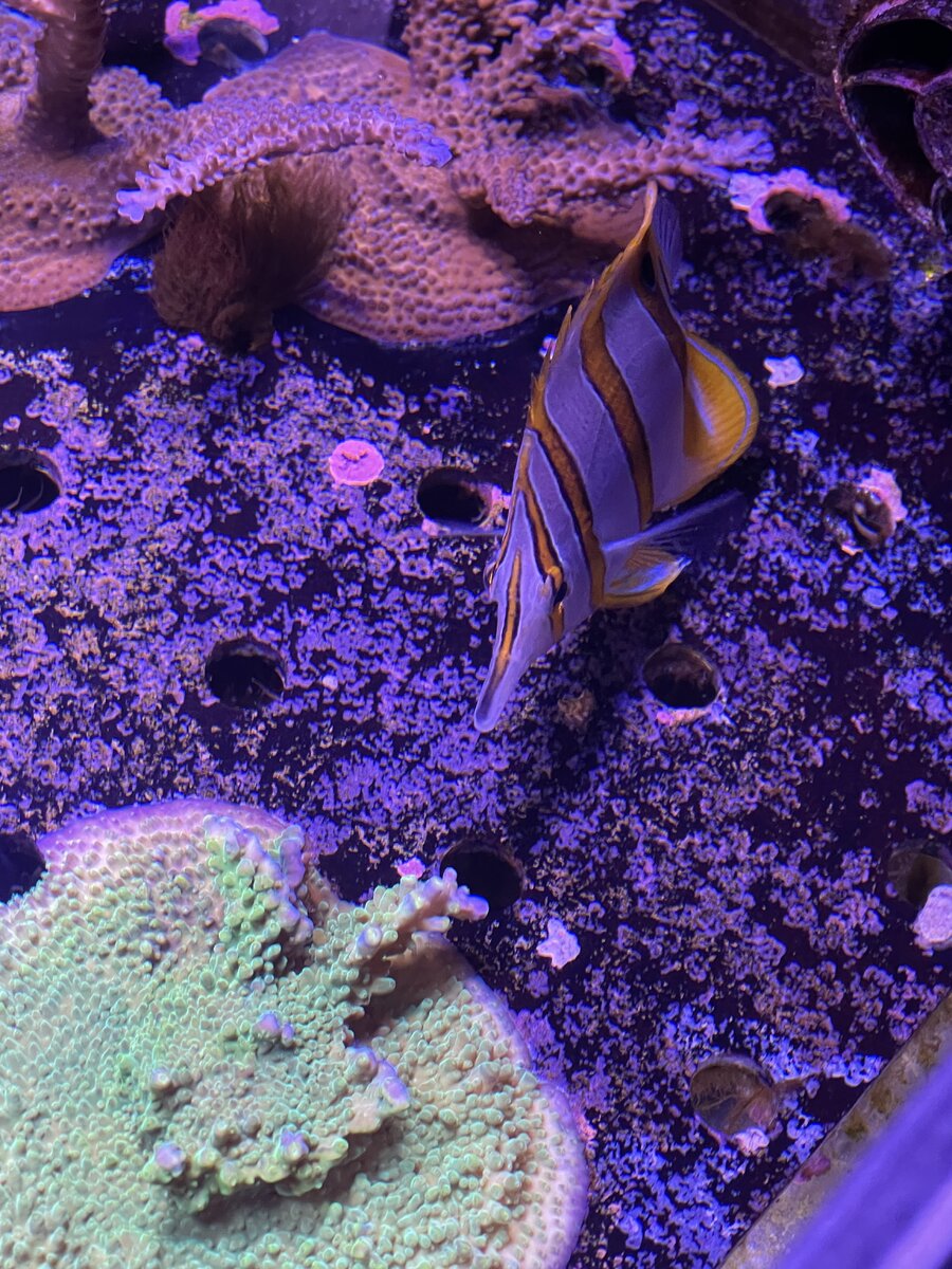 IMG_2376.jpeg