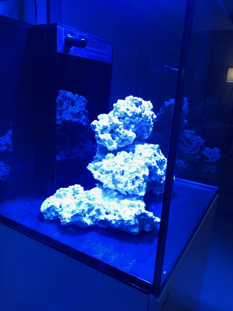 IMG_2384.jpeg