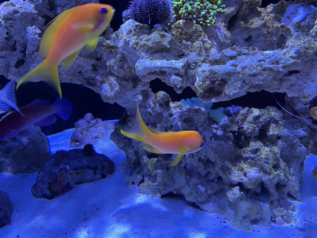 IMG_2386.jpeg