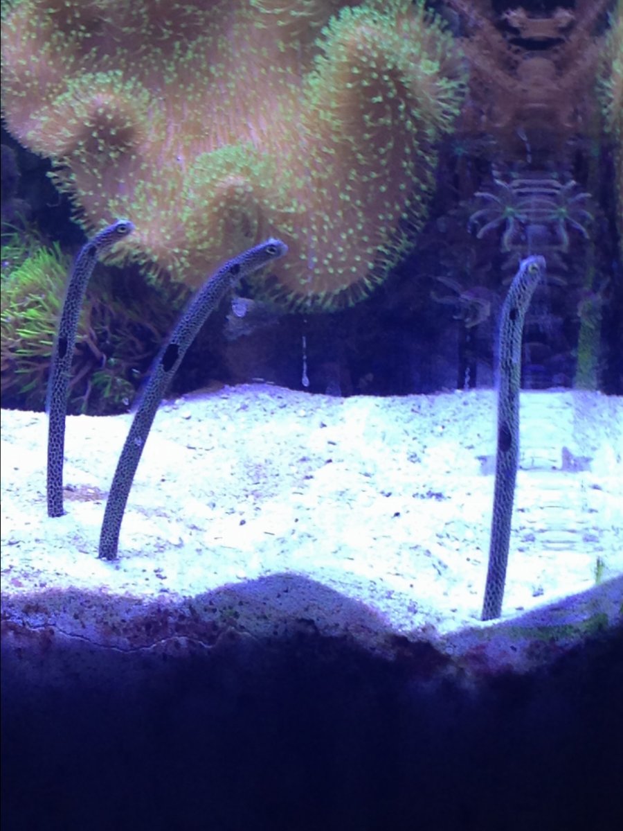 Eel like fish | Reef2Reef