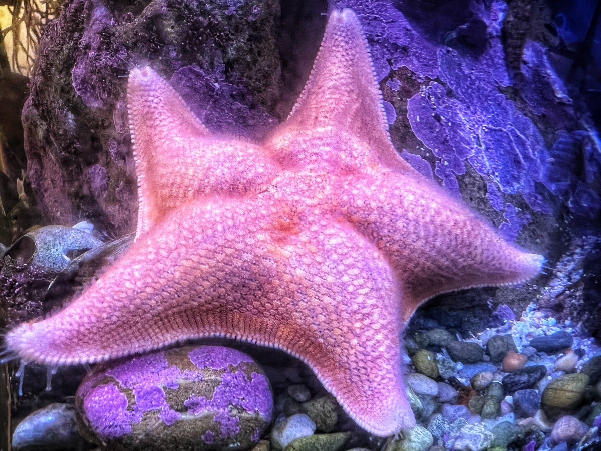 Battle of the Inverts! Who is the star of the show, Starfish or Urchins ...