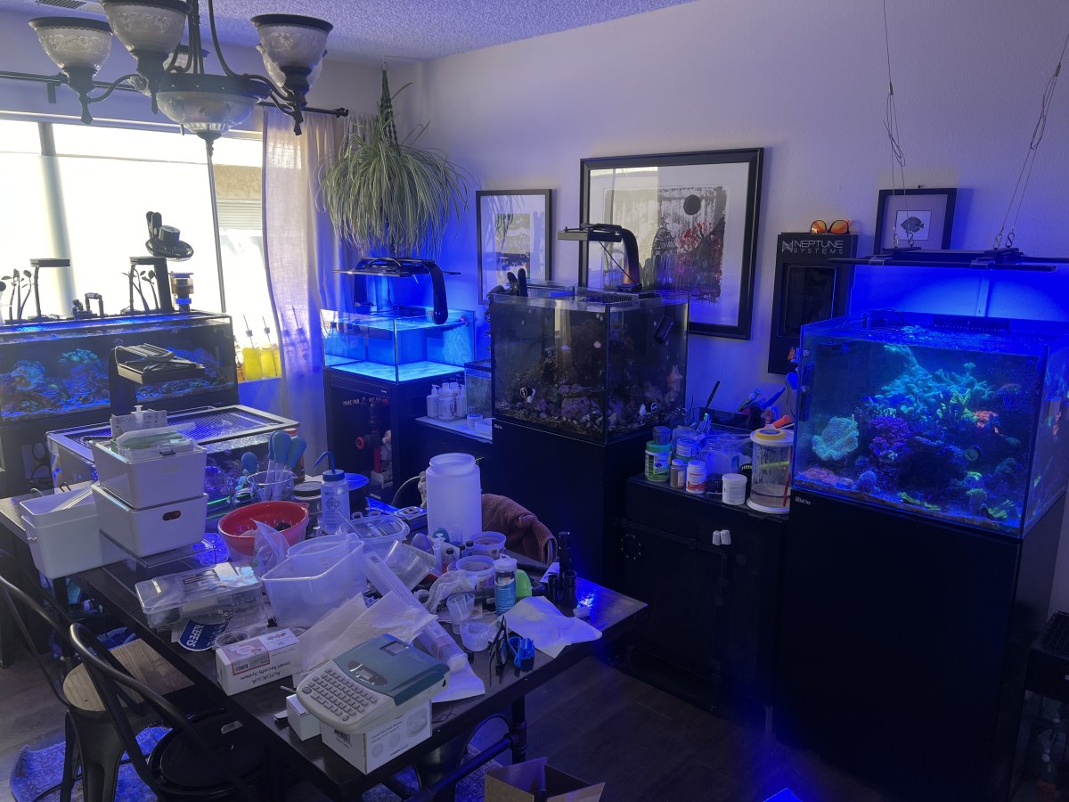 Thoughts On A 29 Gallon Observation/Frag Tank? | Reef2Reef