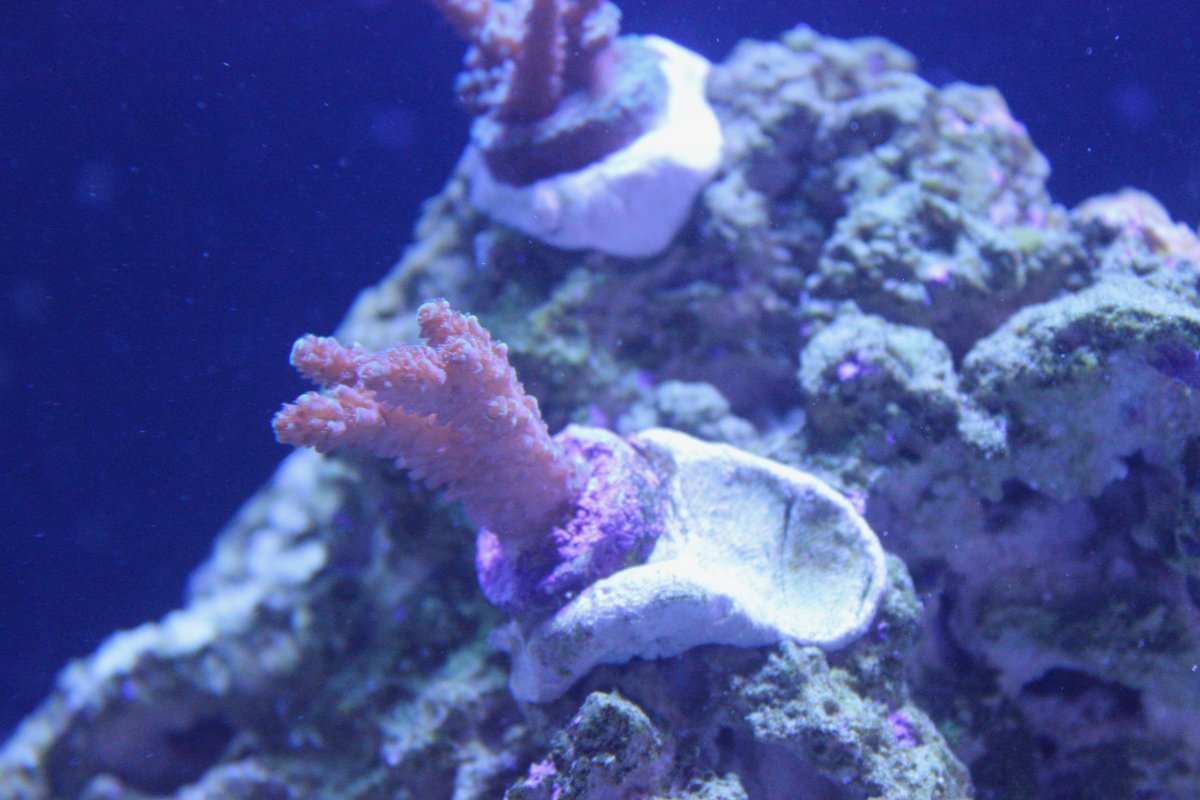 IMG_2443.jpeg