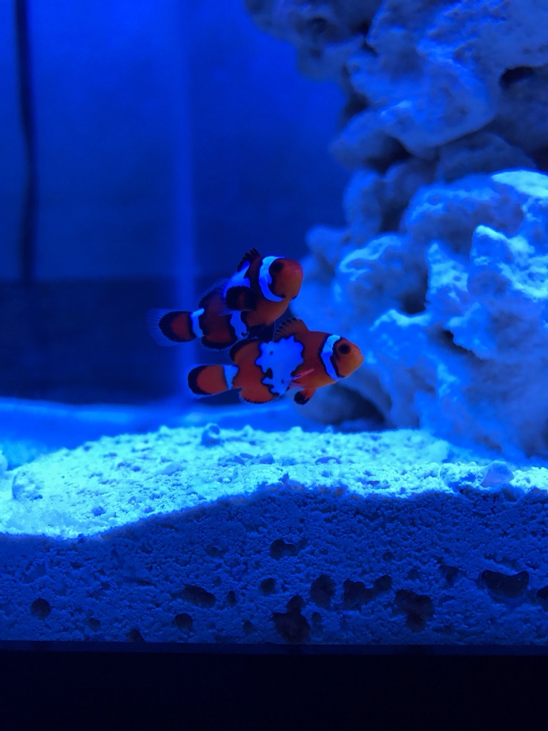 Bio spira vs cycling. | Page 2 | Reef2Reef