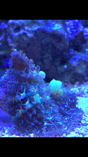IMG_2446.PNG