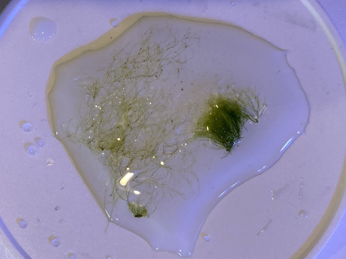 Help identifying coarse, green branched algae | Reef2Reef