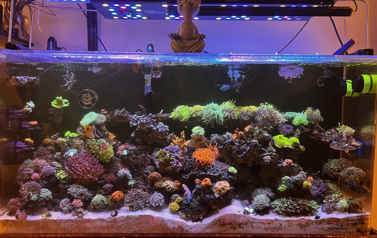 SBB 275 Auctions plus 160 Fresh corals - Going on now