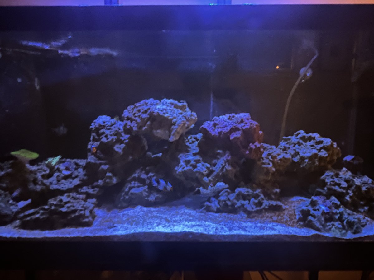 Solving Algae Problems in My Tank. Any Thoughts? | Page 2 | Reef2Reef