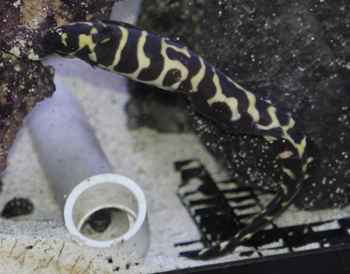 QUESTION OF THE DAY - Marine marvels: Do you keep uncommon fish in your ...