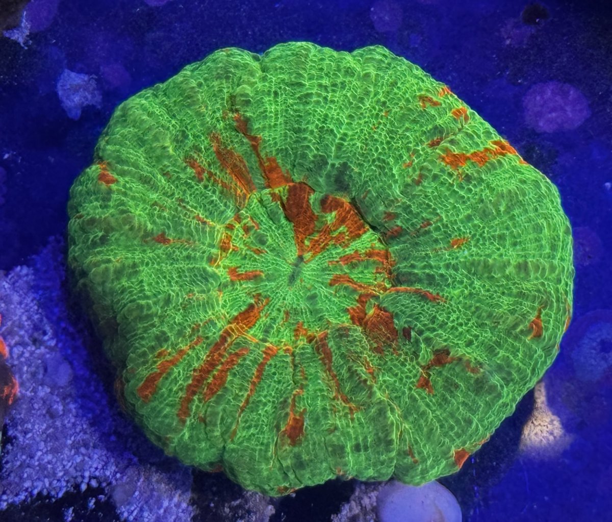 IMG_2516.jpeg