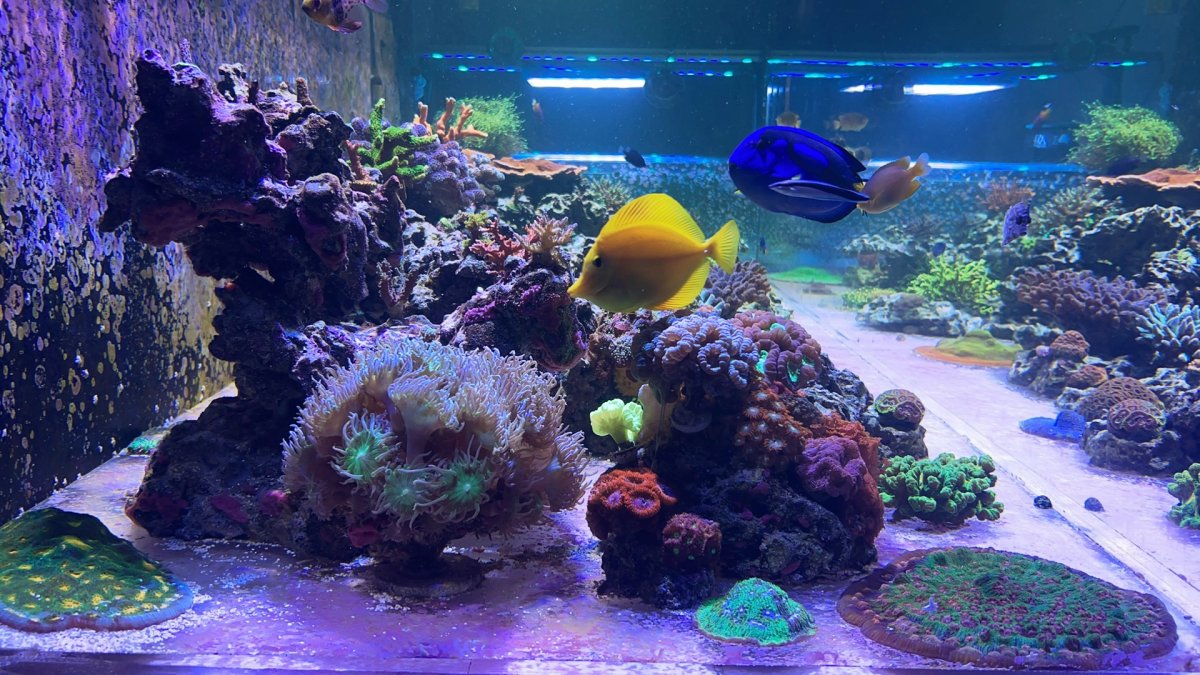 What Tangs, Foxfaces too, in your reef? Notice: Tang police not allow ...
