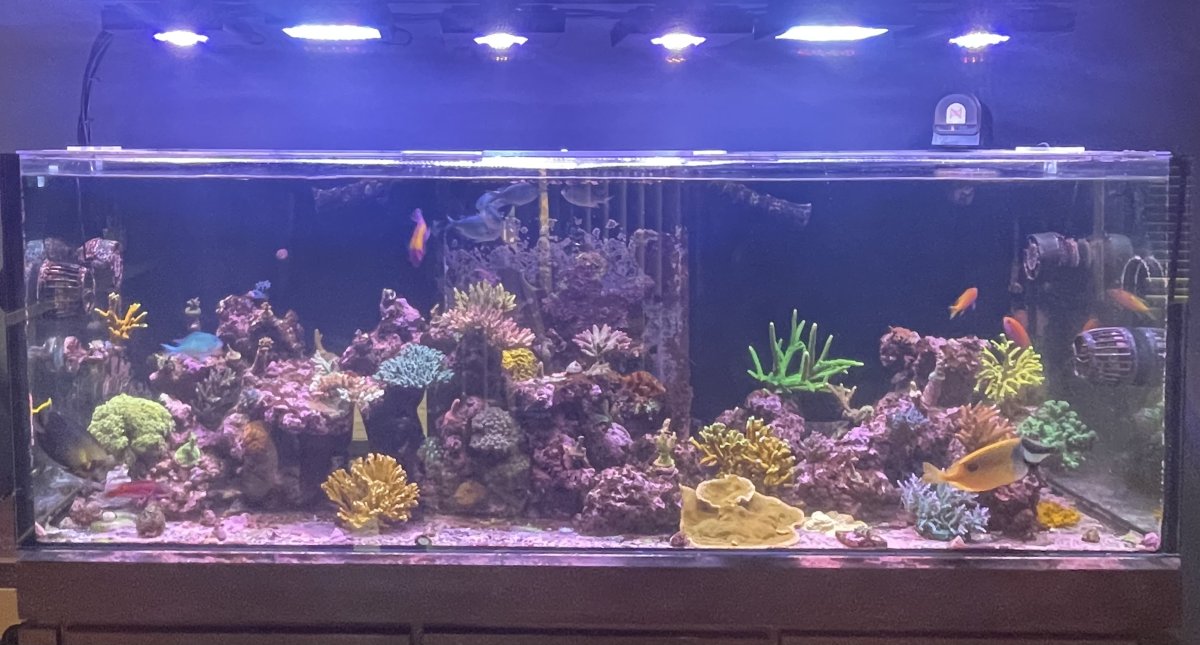 Build Thread - Brian’s couple of tanks | Page 3 | Reef2Reef